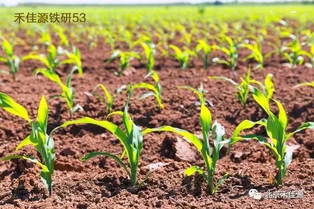 全株青贮玉米铁研53