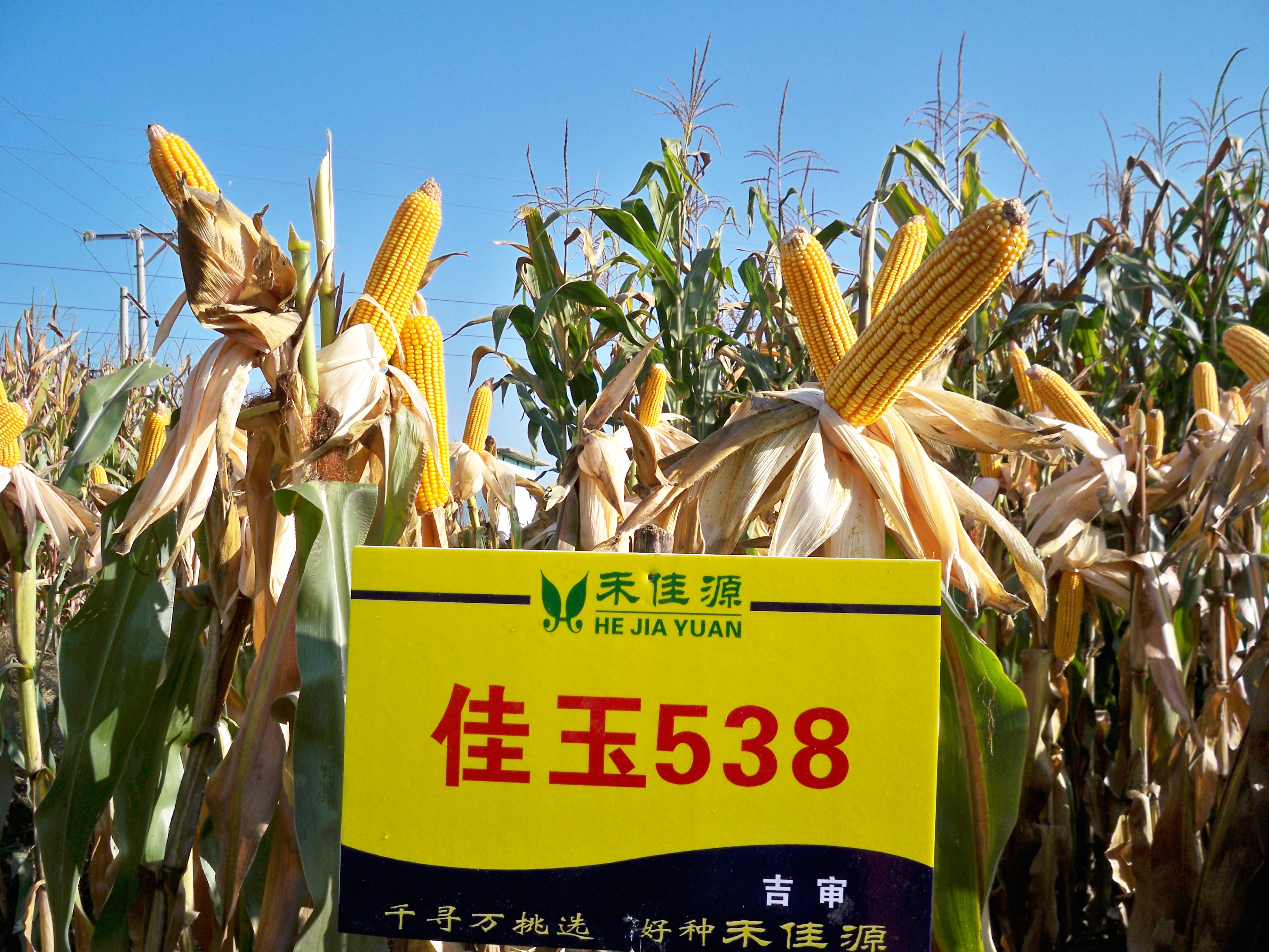 佳玉538通过河南地区引种备案