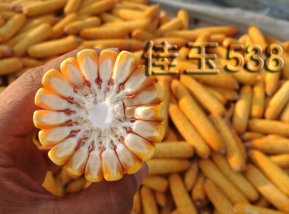红轴玉米产量怎么样