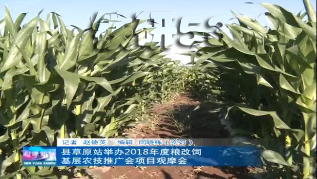 青贮玉米口感好